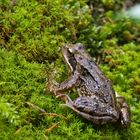 Wildlife Frosch