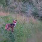 Wildlife - Fuchs auf dem Heimweg entdeckt...