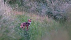 Wildlife - Fuchs auf dem Heimweg entdeckt...