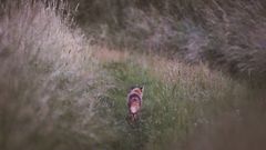  Wildlife - Fuchs auf dem Heimweg entdeckt...