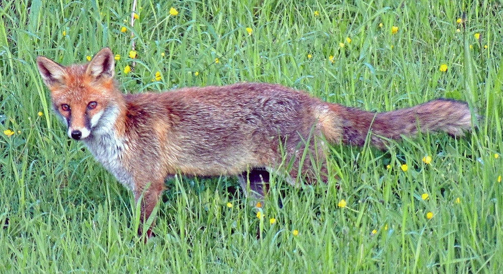 Wildlife - Fuchs im Winkhauser Bachtal [2]