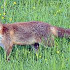 Wildlife - Fuchs im Winkhauser Bachtal [2]