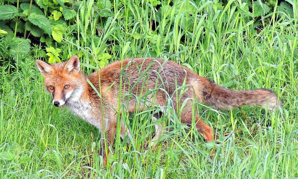 Wildlife - Fuchs im Winkhauser Bachtal