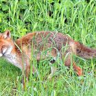 Wildlife - Fuchs im Winkhauser Bachtal