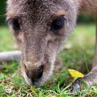 Wildlife für Anfänger