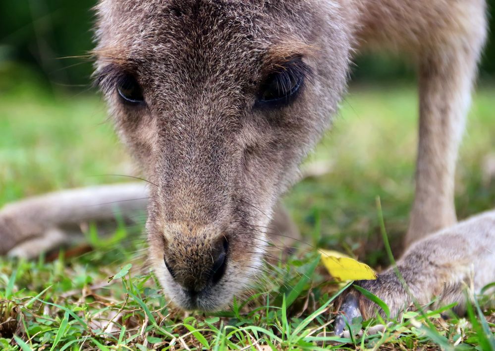 Wildlife für Anfänger