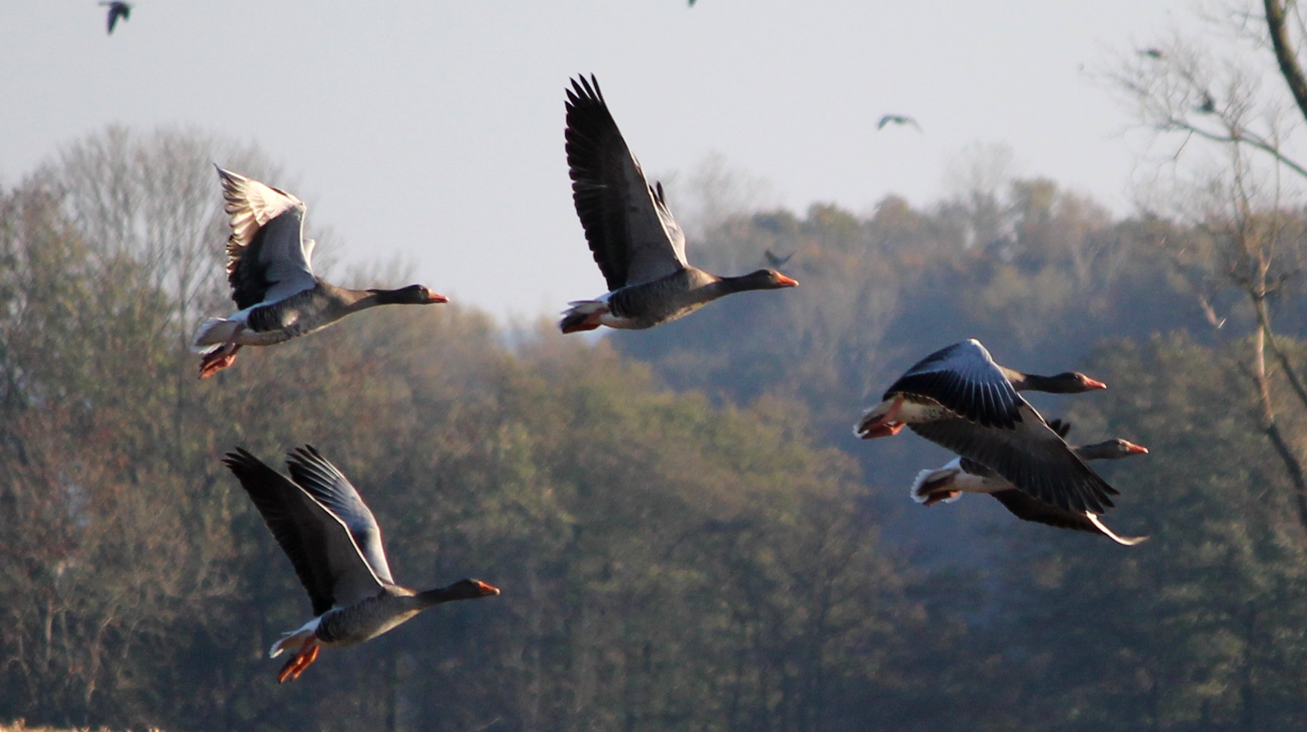 Wildlife Gänse