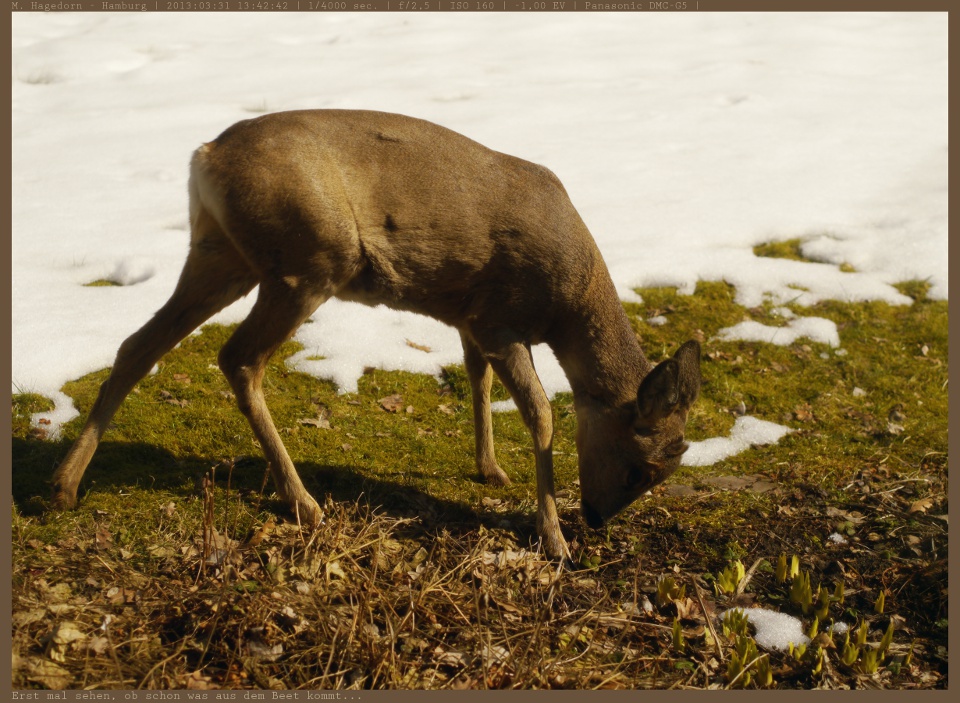 Wildlife geht auch mit dem 45er