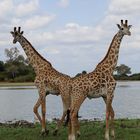 Wildlife Giraffe