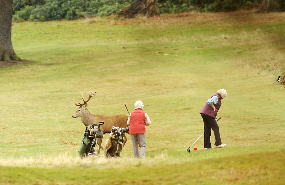 Wildlife-Golf