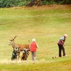 Wildlife-Golf