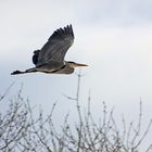 Wildlife : Graureiher - ab in den Süden?