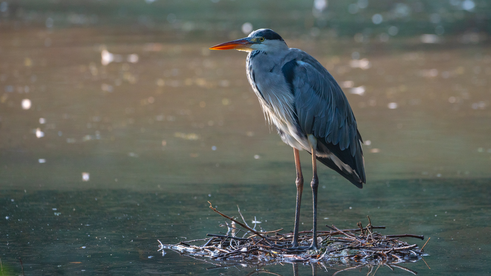 Wildlife - Graureiher im Morgenlicht...