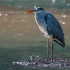 Wildlife - Graureiher im Morgenlicht...