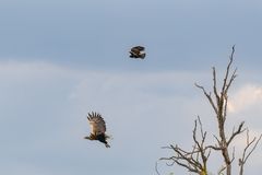 Wildlife - Greifvögel