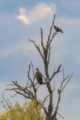 Wildlife - Greifvögel