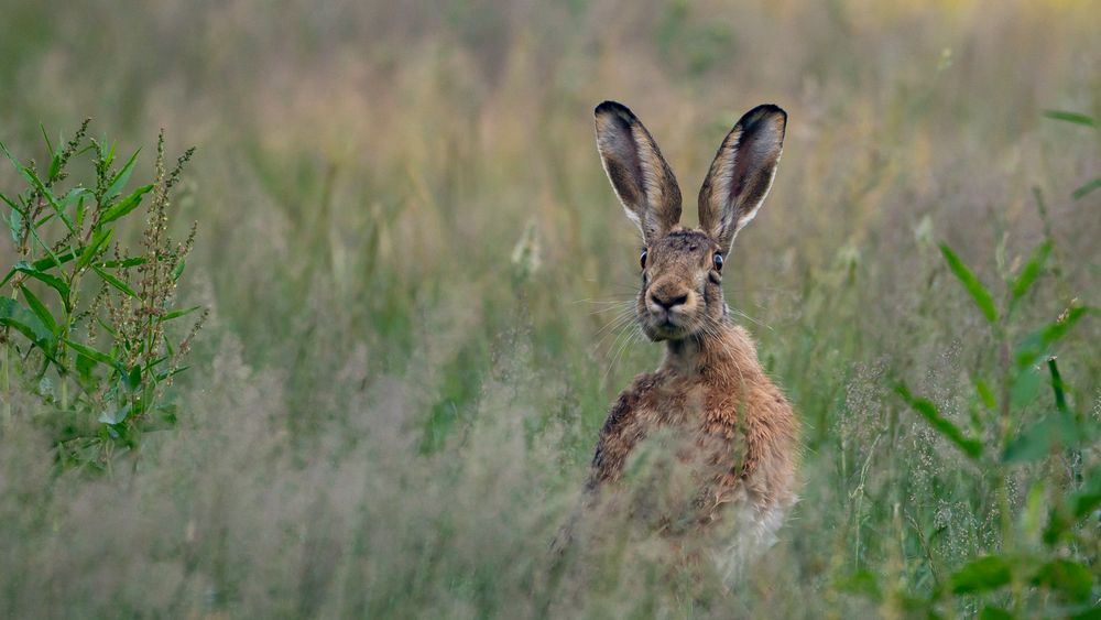 Wildlife - Hase voller Neugier...