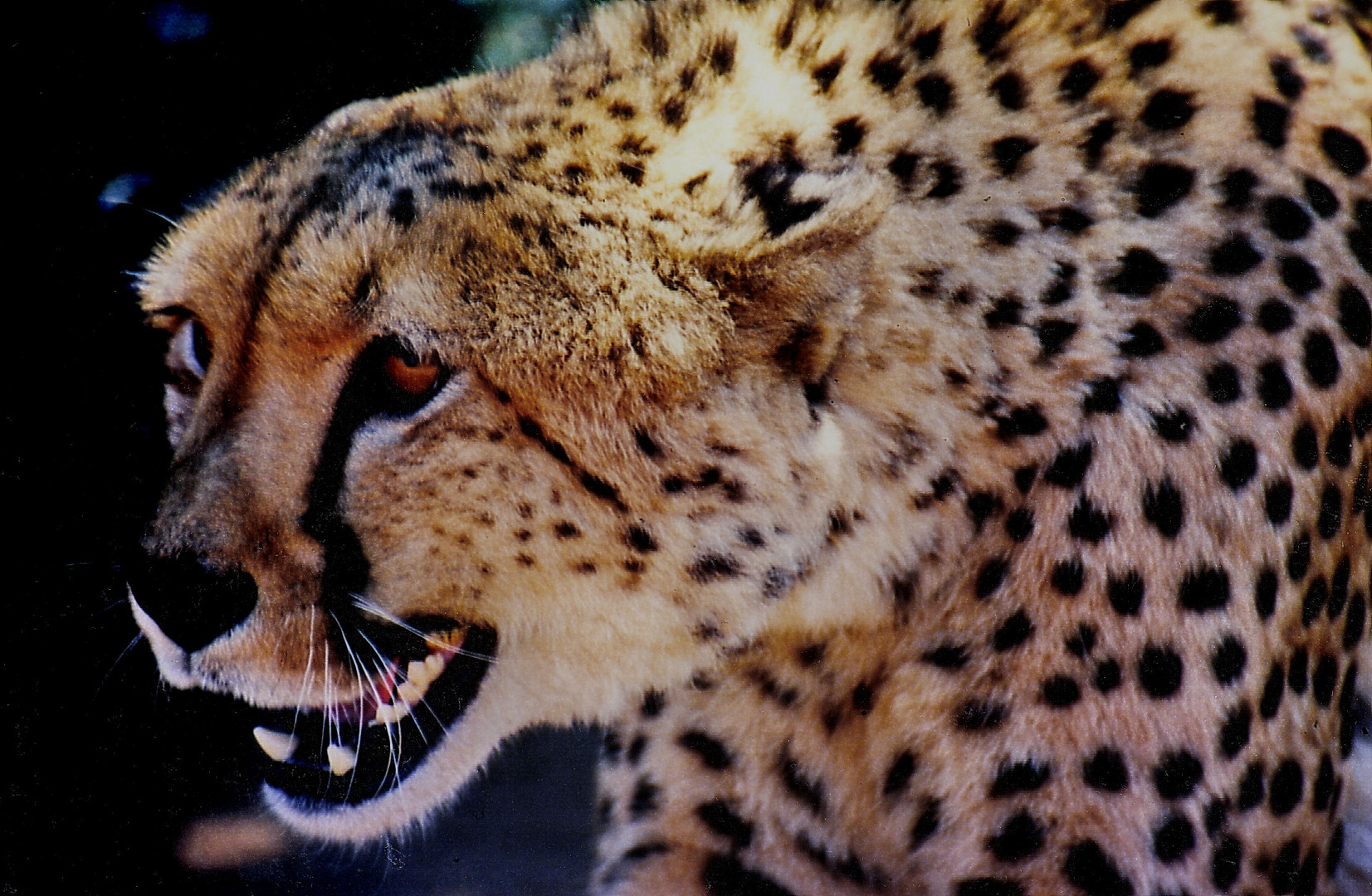 Wildlife hautnah in Namibia