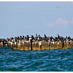 Wildlife Helgoland .....