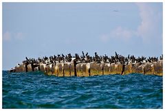 Wildlife Helgoland .....