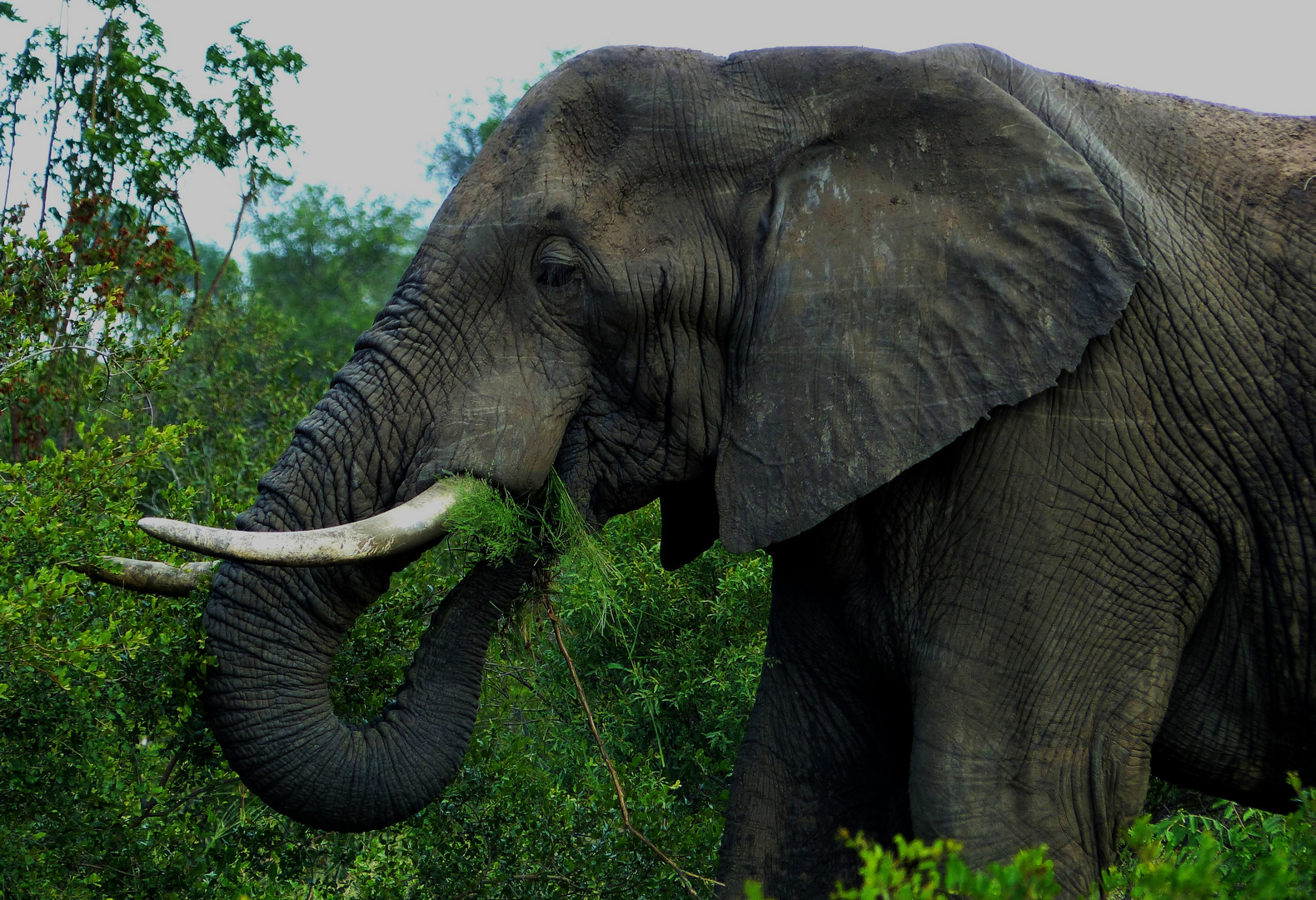 Wildlife: Ihm schmeckt's. Kruger-Nationalpark, Südafrika