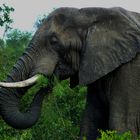 Wildlife: Ihm schmeckt's. Kruger-Nationalpark, Südafrika
