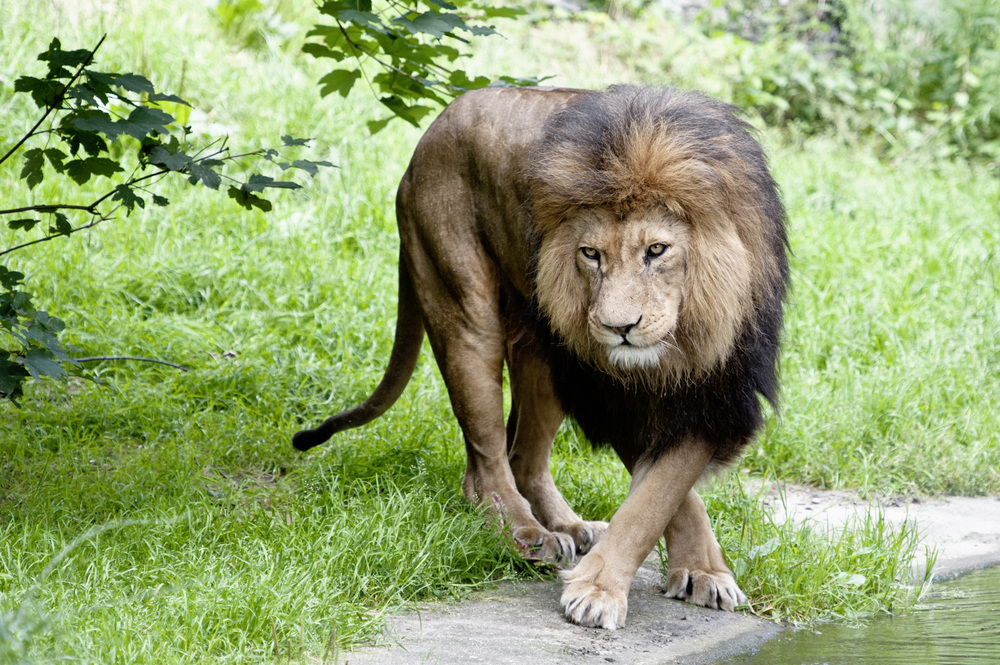 Wildlife II - Zoo Duisburg