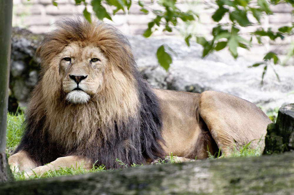 Wildlife III - Zoo Duisburg