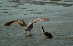 Wildlife im Burgenland von Fabienne Muriset