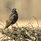 Wildlife im Garten