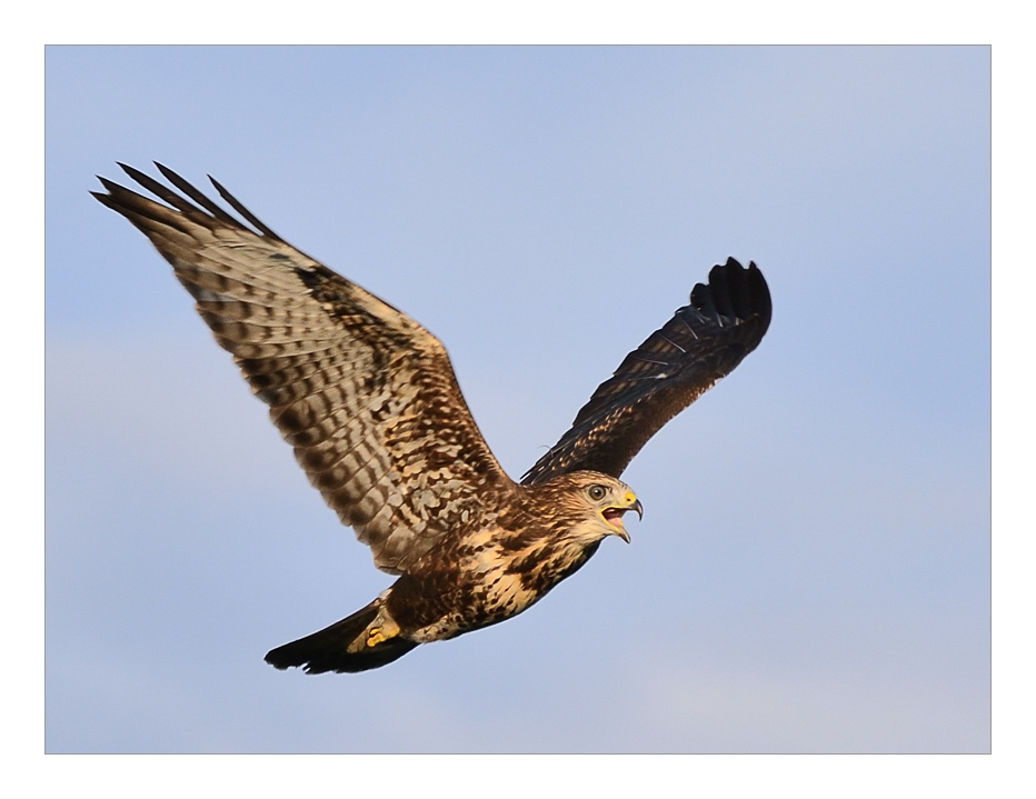 Wildlife im Garten