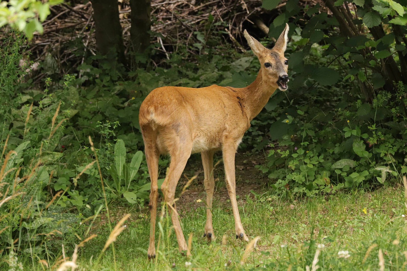 Wildlife im Garten Reh (2018_06_24_EOS 6D Mark II_4892_ji) Foto & Bild