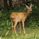 Wildlife im Garten: Reh (2018_06_24_EOS 6D Mark II_4892_ji)