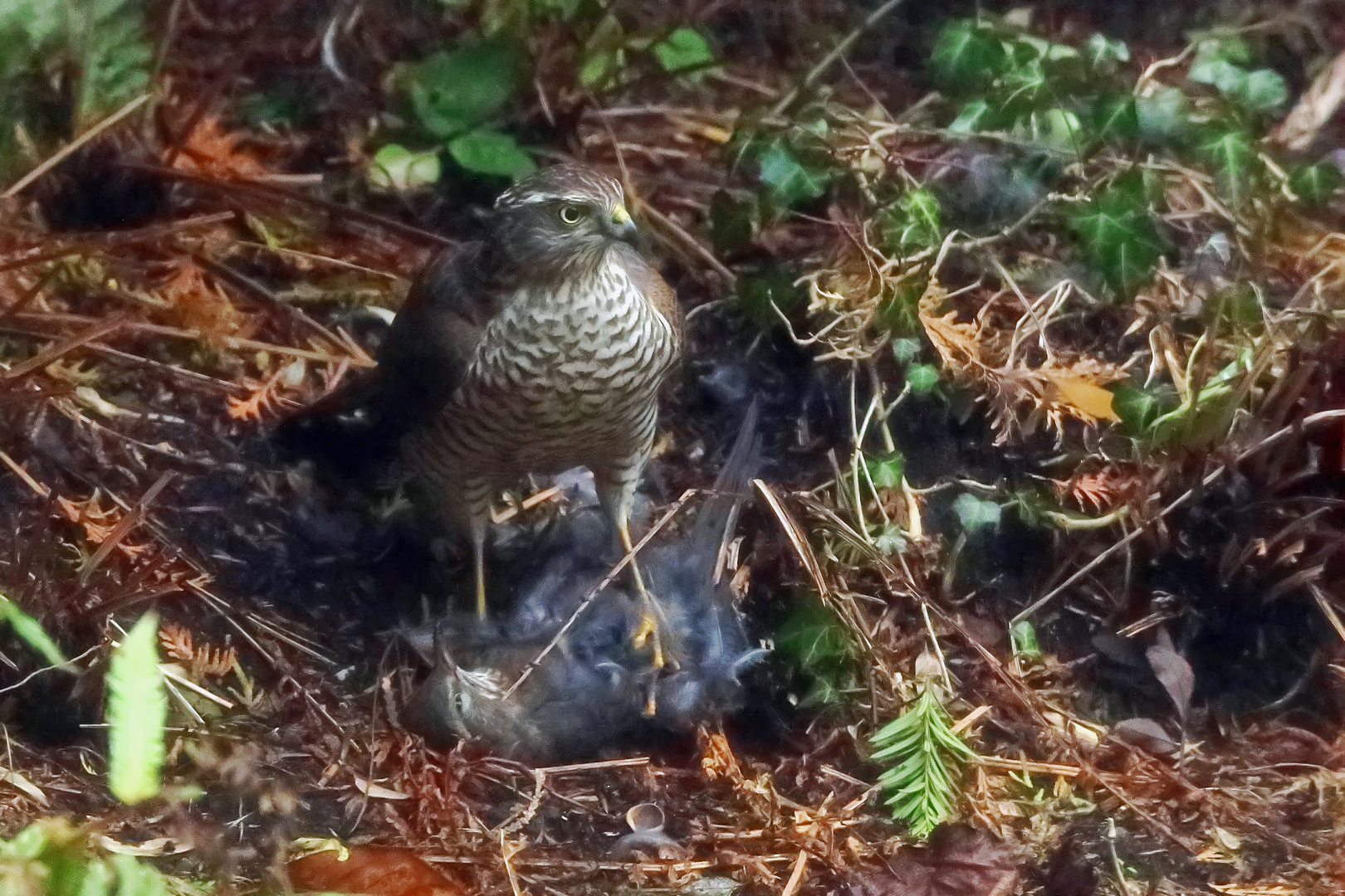 Wildlife im Garten-Sperber schlägt Amsel - Doku