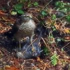 Wildlife im Garten-Sperber schlägt Amsel - Doku