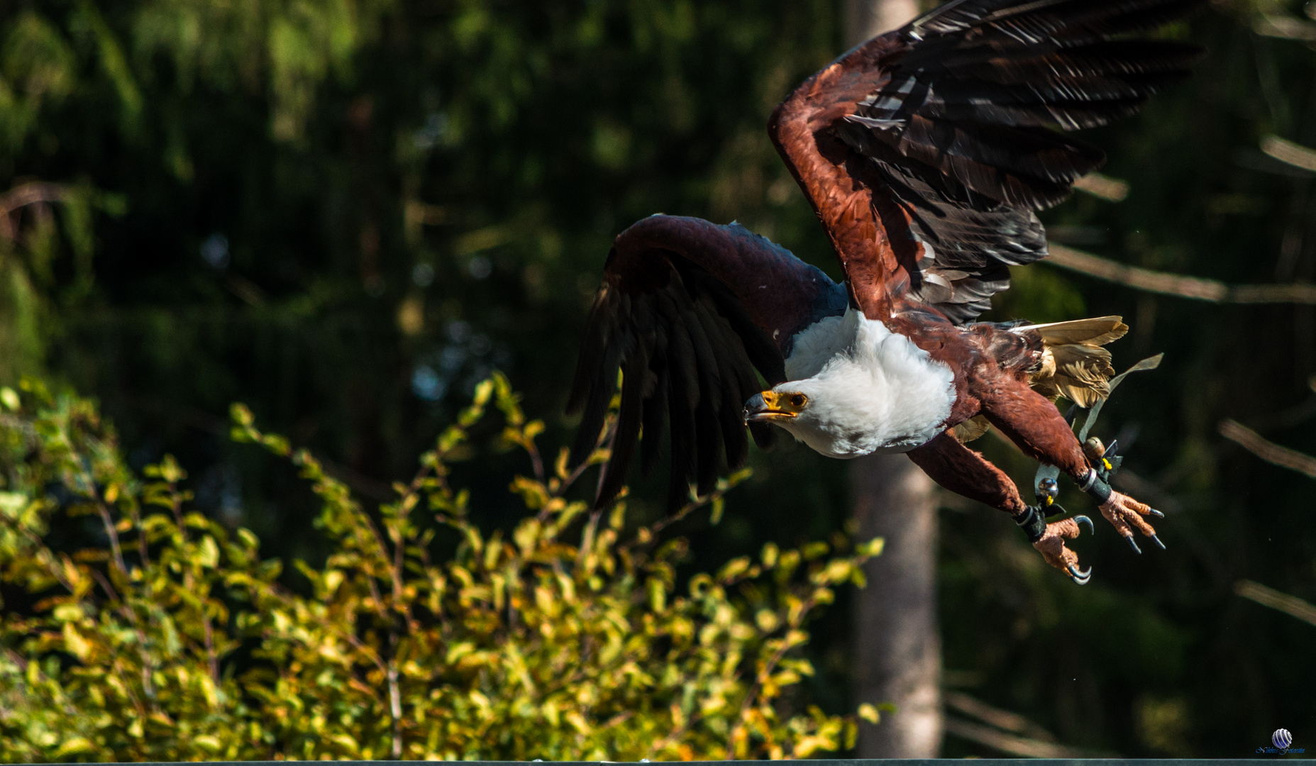 Wildlife im Hellenthal