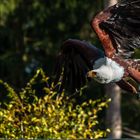 Wildlife im Hellenthal