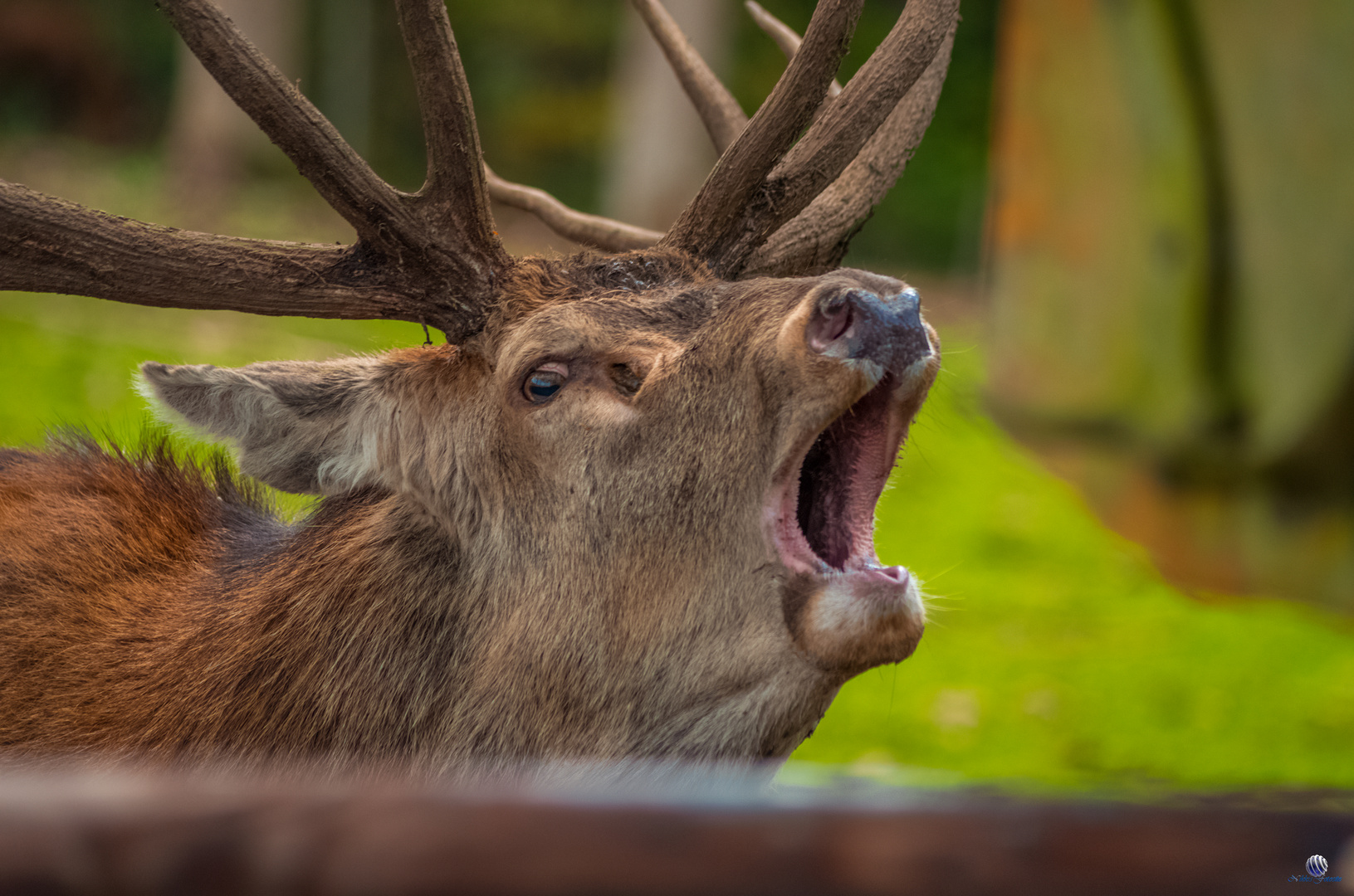 Wildlife im Hellenthal