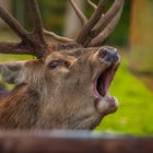 Wildlife im Hellenthal