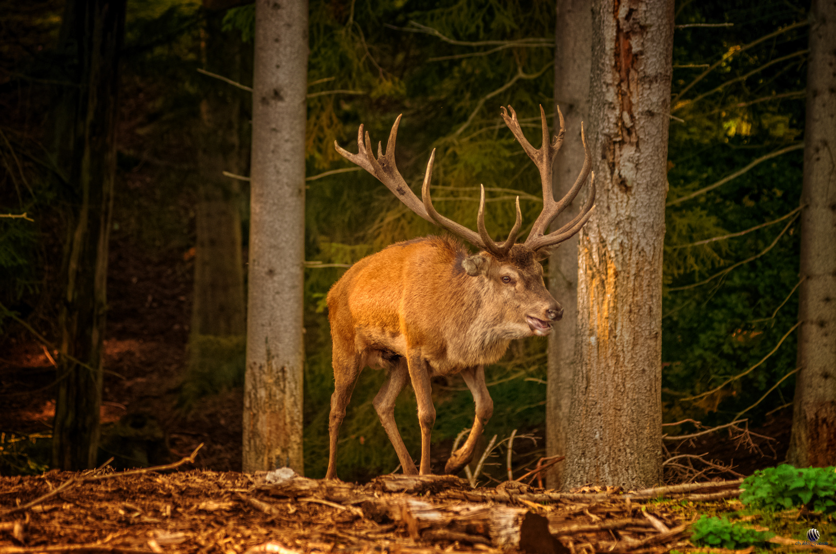 Wildlife im Hellenthal