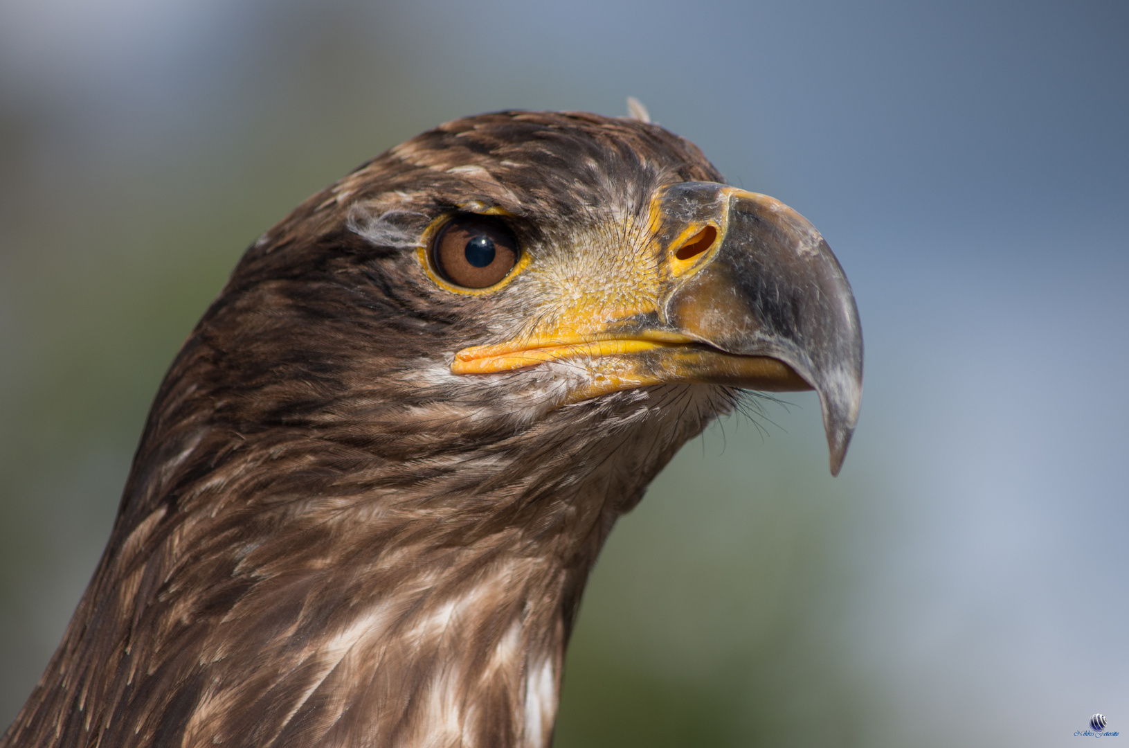 Wildlife im Hellenthal