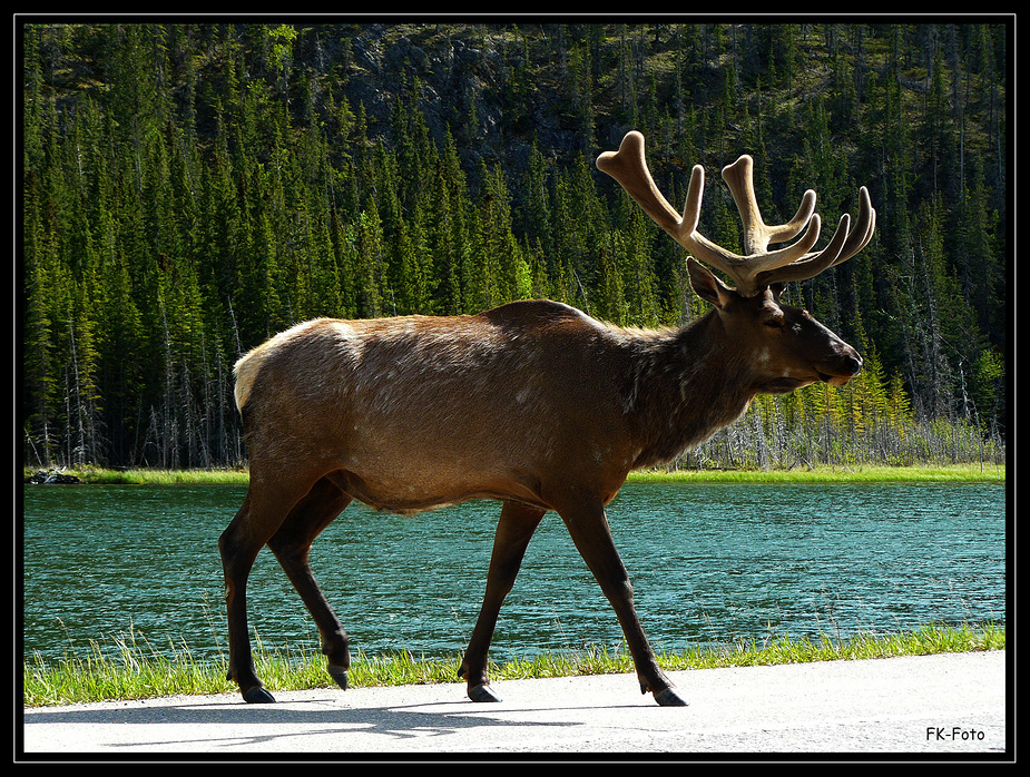 Wildlife im Jasper National Park 1