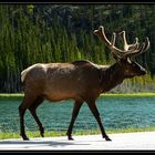 Wildlife im Jasper National Park 1