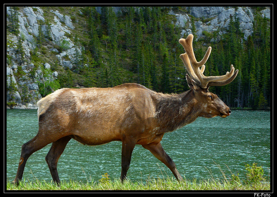 Wildlife im Jasper National Park 2