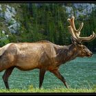 Wildlife im Jasper National Park 2