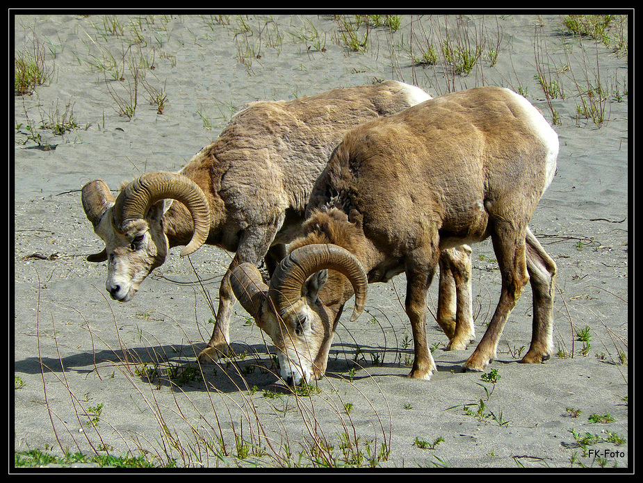 Wildlife im Jasper National Park 3