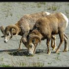 Wildlife im Jasper National Park 3