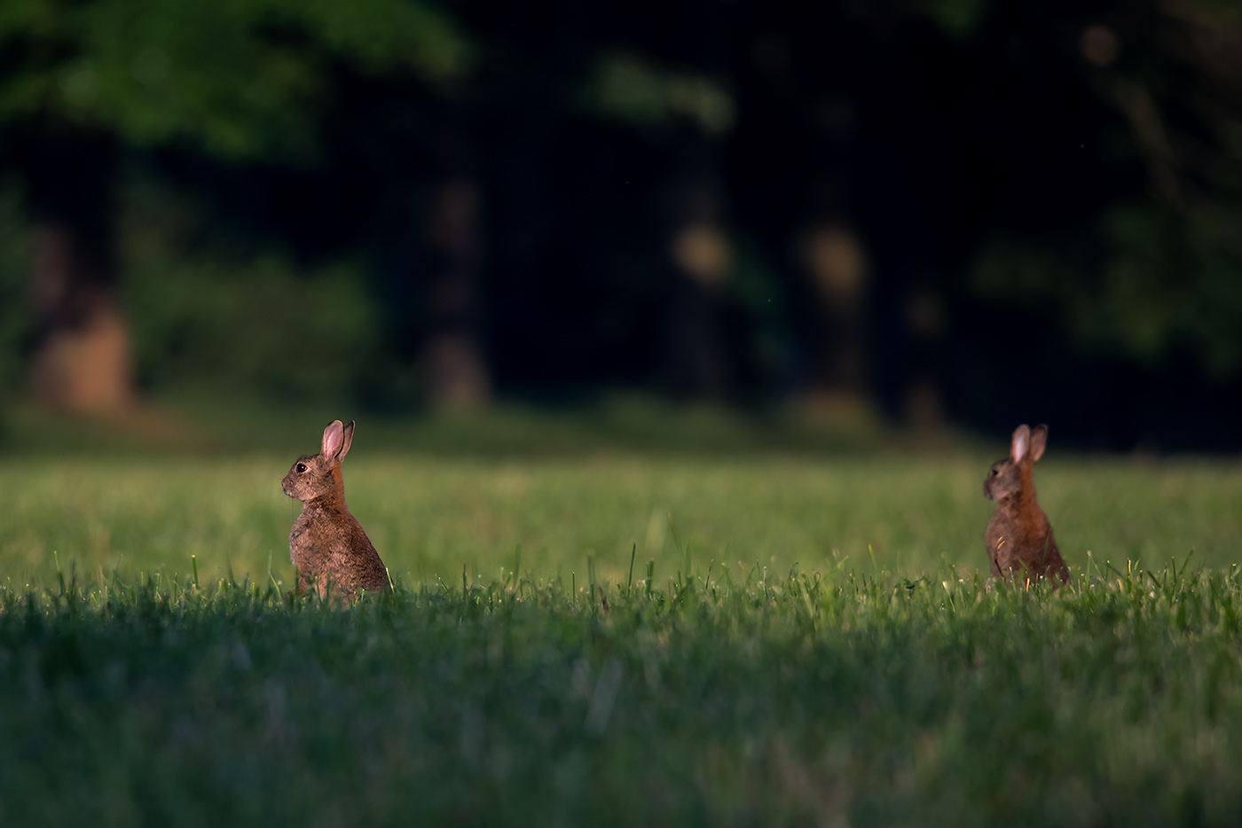 Wildlife im Kölner Südosten