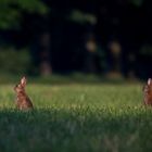 Wildlife im Kölner Südosten