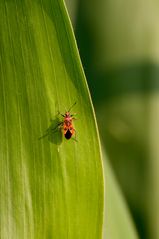 wildlife im maisfeld